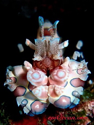 The beautiful and rare Harlequin shrimp by Mario Esposito 